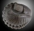 Wide Enrolled Eldredgeops Trilobite - Silica Shale #31796-1